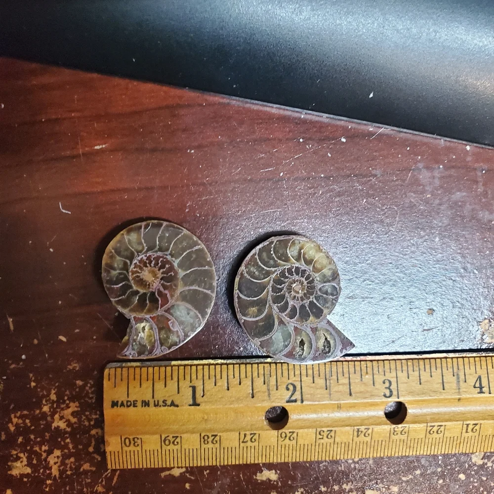 N/A beautiful ammonite